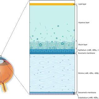 Diagram Illustrating The Layers Of The Human Cornea And Location Of