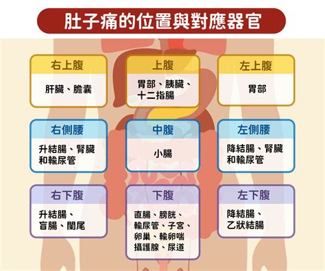 肚子痛怎麼辦？搞懂痛的位置在哪裡，看對疾病沒煩惱！ 樂活101