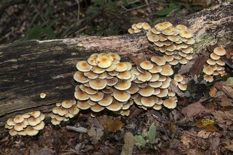 Fungi Growing On A Dead Tree Log In The Undergrowth Of A Wood In North