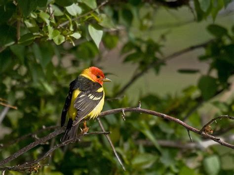 Wild Birds In The Pacific Northwest Unique Rare Bird