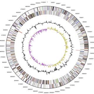 Graphical Circular Map Of The Genome From Outside To The Center Genes