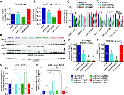 DISC1 Exon 8 Disruption Causes Loss Of Full Length DISC1 Expression Via