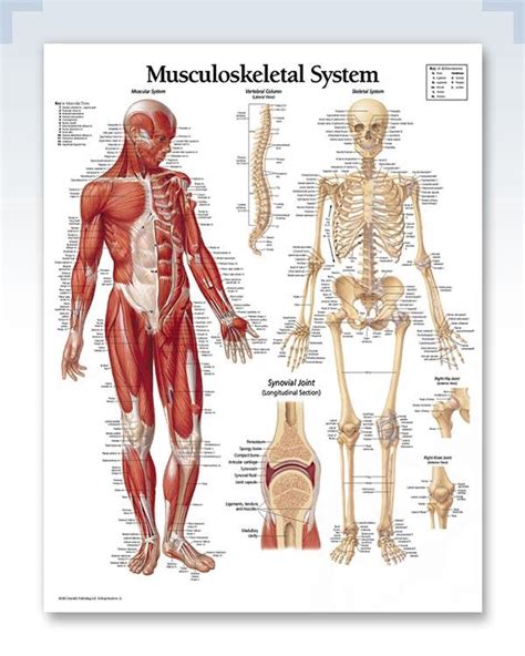 Musculoskeletal System Chart 22x28 Musculoskeletal System Body Systems Medical Posters