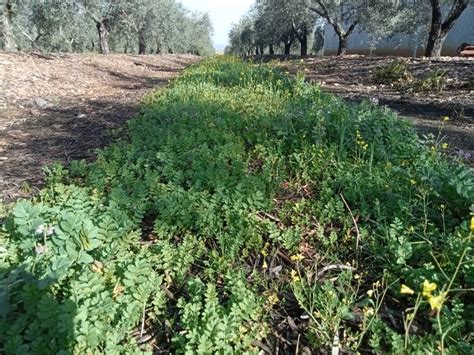 Finca El Caler N Acoger Una Jornada Sobre El Manejo De Cubiertas