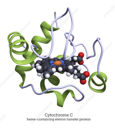 Cytochrome C Redox Protein Molecule Stock Image C Science