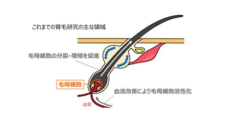 育毛ケアに新たな可能性！？ ～髪を生み出す“幹細胞研究”への新たな挑戦～ Find Your Beauty Magazine