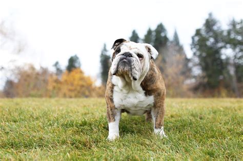 The 10 Strongest Dog Breeds