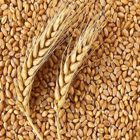 Natural Hard Red Spring Wheat Seed For Agriculture Packaging Type