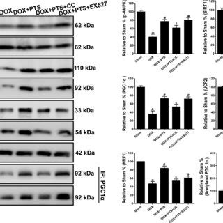 Effect Of Pterostilbene Treatment On Cell Viability Mitochondrial