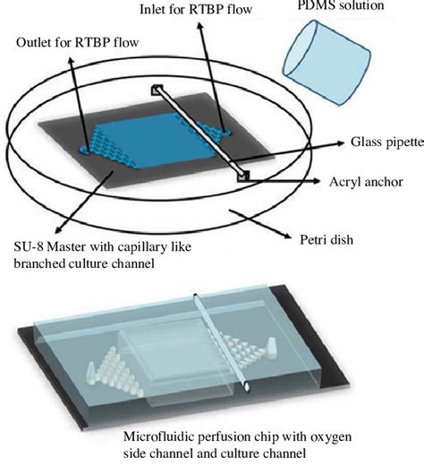 Fabrication Of Microfluidic Perfusion Bioreactor Chip Download