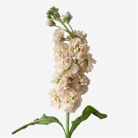 Blush Nude Stock Flowers Flowerbx