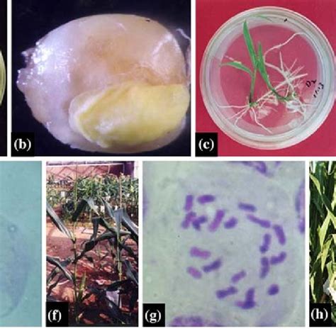 (PDF) In vitro production of haploid and doubled haploid plants from pollinated ovaries of maize ...