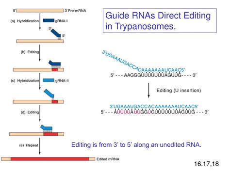 PPT - RNA Editing PowerPoint Presentation, free download - ID:781939