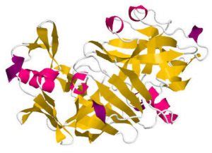 Chymosin – NCBE