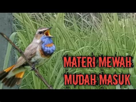 Materi Isian Mewah Mudah Masuk Masteran Burung Full Tembakan Cocok