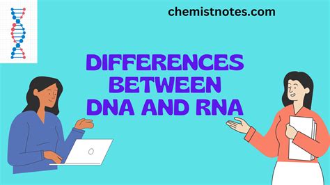 Differences Between Dna And Rna Dna Vs Rna Hot Sex Picture