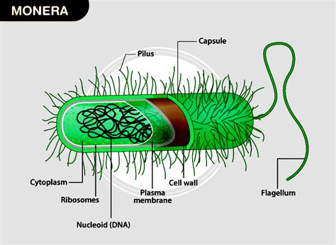 Kingdom Monera: Characteristics, Classification & Bacteria - Testbook