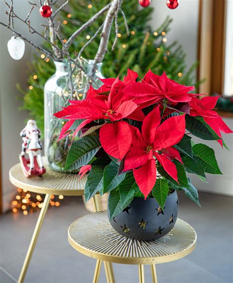 Poinsettia Tout Ce Quil Faut Savoir Sur Son Entretien