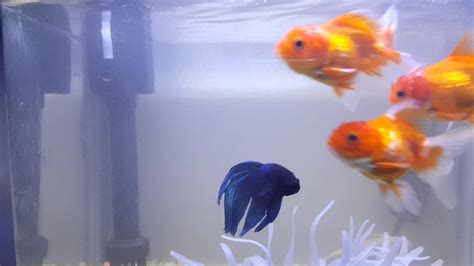 Betta Oranda Angel Fish Youtube