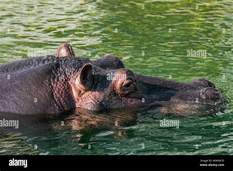 Hippo swimming underwater hi-res stock photography and images - Alamy