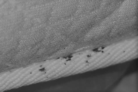 Bed Bug Extermination Services Arrow Services Inc