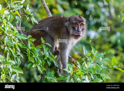 Long Tailed Macaque Also Known As The Crab Eating Macaque Macaca