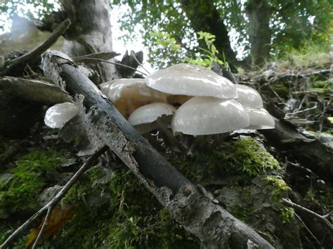 Porcelain Fungus Oudemansiella Mucida John Guerrier Flickr