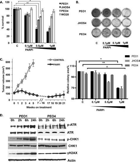 Targeting The Atrchk1 Axis With Parp Inhibition Results In Tumor