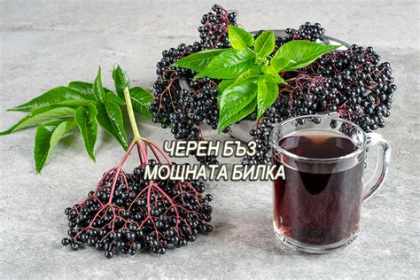 Черен бъз – мощната билка за имунна система + рецепти за сироп и чай