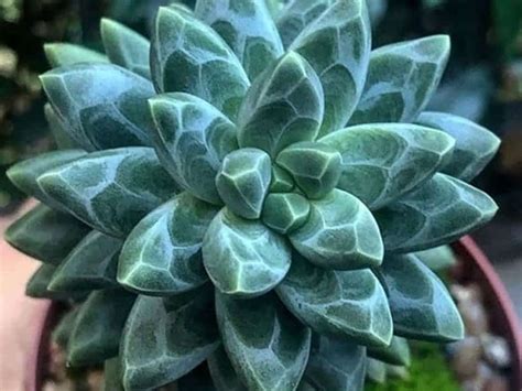 Rare Succulents And Where To Buy Them In