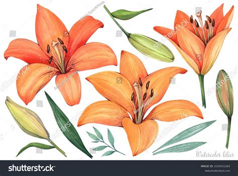 Orange Lilies On White Background Set Stock Illustration 2154331263 ...