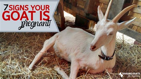 7 Goat Pregnancy Signs Youtube