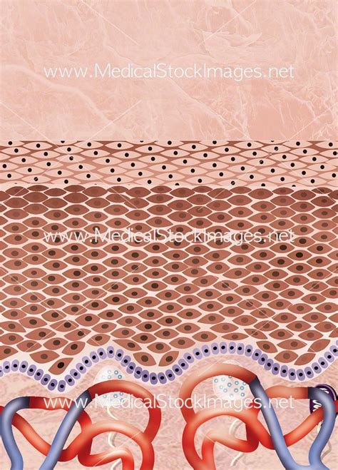 Cross Section Of Healthy Skin Medical Stock Images Company