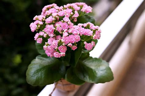 How To Grow And Care For Kalanchoe Plantglossary