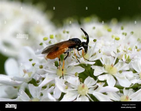 Bramble Sawfly Arge Cyanocrocea Argidae Hymenoptera Stock Photo Alamy