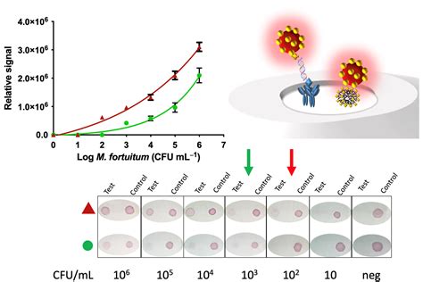 Sensors Free Full Text Immunomagnetic Separation Improves The