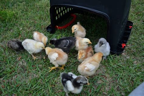 Meyer Hatchery Chicken pics anyone?? | Page 69 | BackYard Chickens