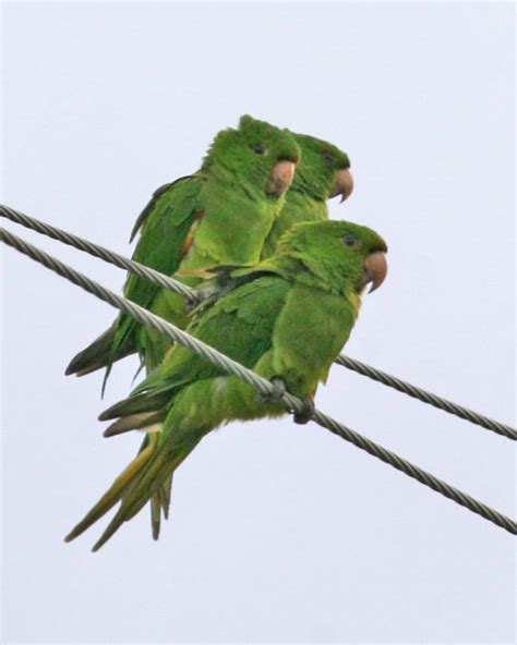 Green Parakeet photos | Birdspix