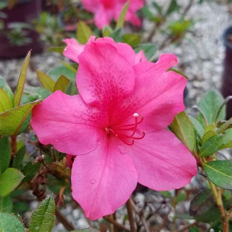 The Encore Azalea Buyer S Guide Artofit