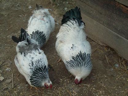 6 Columbian Wyandotte Hatching Eggs | BackYard Chickens