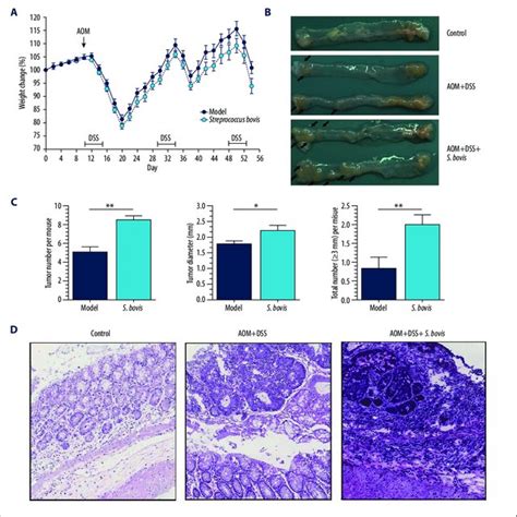 Pdf Streptococcus Bovis Contributes To The Development Of Colorectal