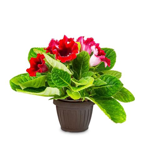 Growing Gloxinia Houseplants Best Guide For Planting And Care