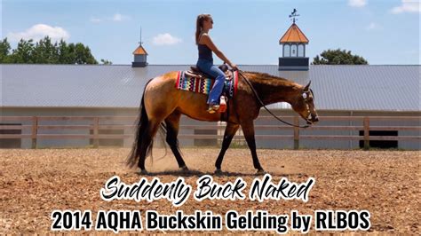 Suddenly Buck Naked 2014 AQHA Buckskin Gelding By RL Best Of Sudden