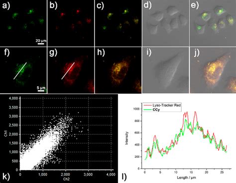 Fluorescence Image Of Colocalization Experiment In A F Green