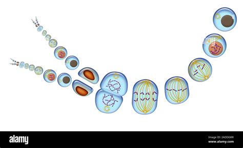 Mitosis Illustration Of The Stages Mitosis Nuclear Division And