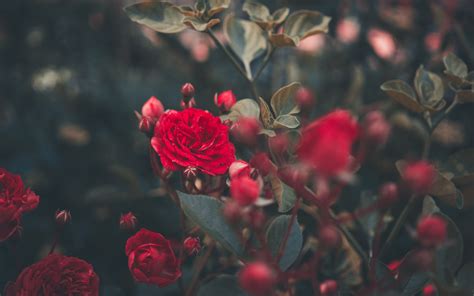 Rose Bush Wallpapers Wallpaper Cave