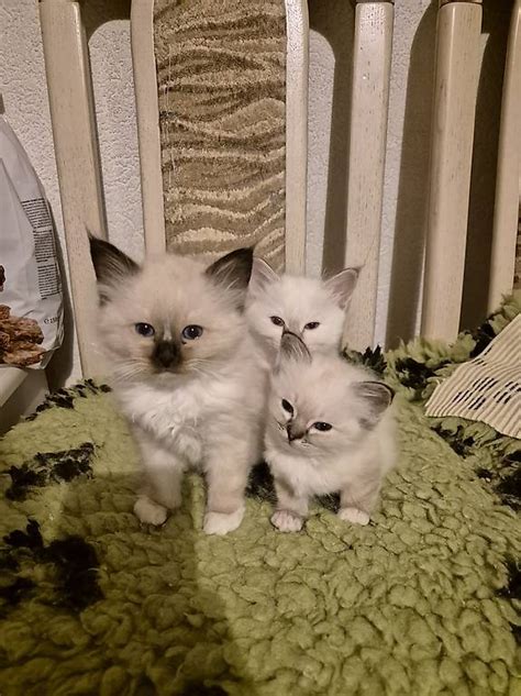 Chatons Sacr De Birmanie P Digr R Server Printemps Canton