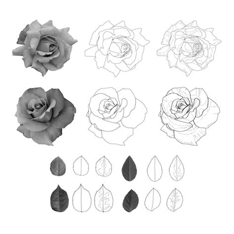 Realism Rose Tattoo Stencil