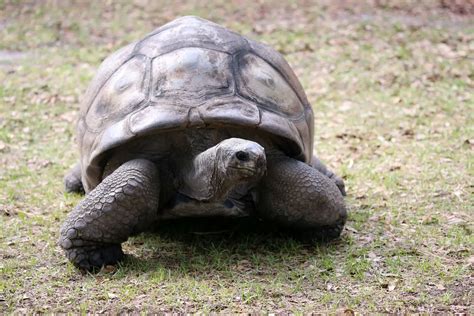 Aldabra Giant Tortoise Baby