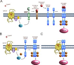 Transactivation Of Receptor Tyrosine Kinases By Purinergic P2Y And